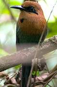 Broad-billed Motmot