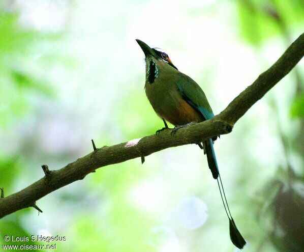 Motmot à sourcils bleus