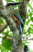 Motmot à sourcils bleus