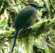 Motmot d'Équateur