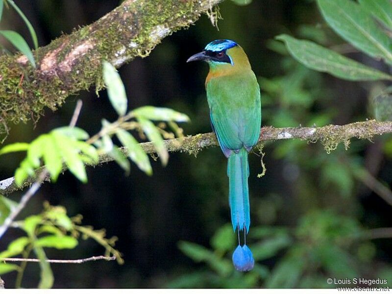 Motmot houtouc