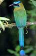 Motmot houtouc