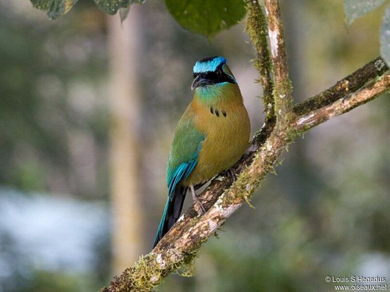 Amazonian Motmot