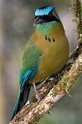 Amazonian Motmot