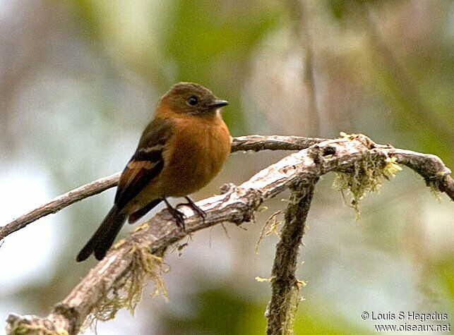 Cinnamon Flycatcher