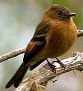 Cinnamon Flycatcher