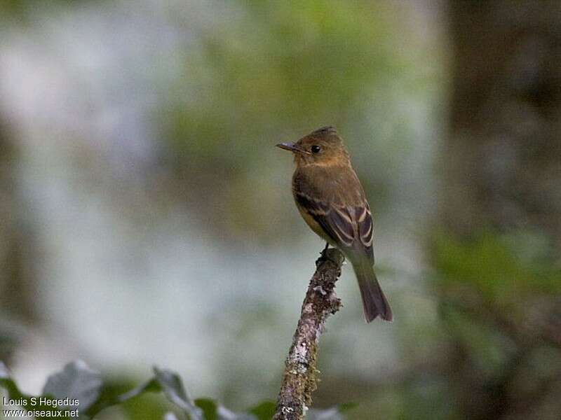 Ochraceous Pewee