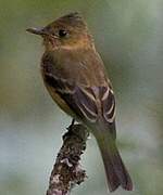 Ochraceous Pewee