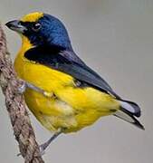 Thick-billed Euphonia