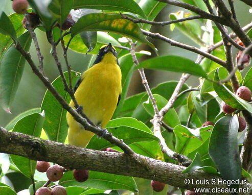 Yellow-throated Euphonia