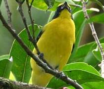 Yellow-throated Euphonia