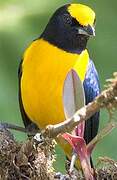 Orange-bellied Euphonia