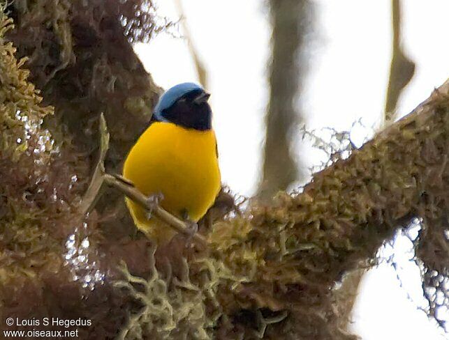 Golden-rumped Euphonia