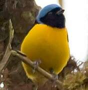 Golden-rumped Euphonia