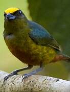 Olive-backed Euphonia