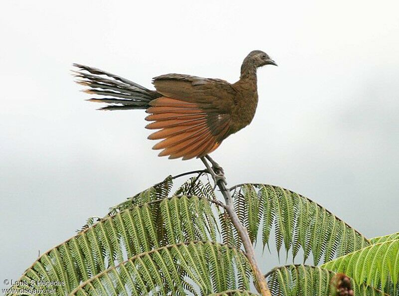 Grey-headed Chachalaca