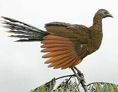 Grey-headed Chachalaca