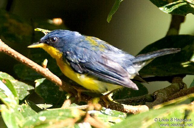 Tropical Parula