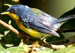 Tropical Parula