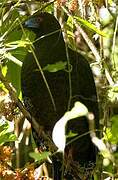 Black Guan