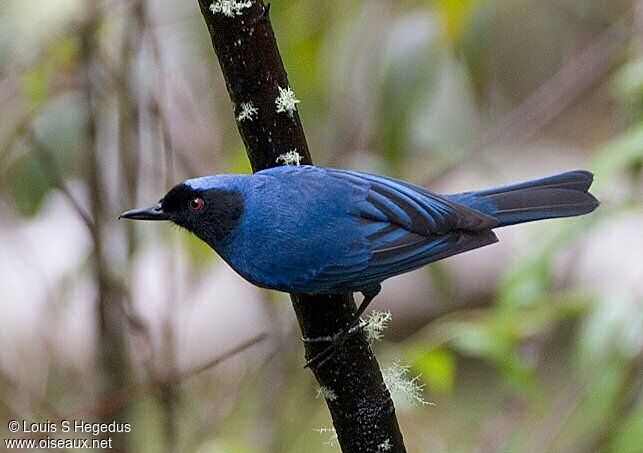 Masked Flowerpiercer