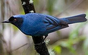 Masked Flowerpiercer