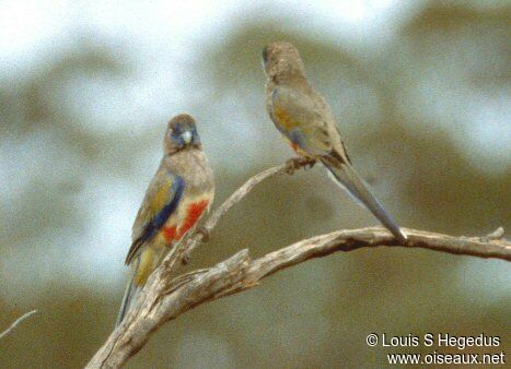 Eastern Bluebonnet