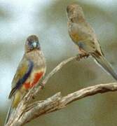 Eastern Bluebonnet