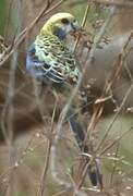 Pale-headed Rosella