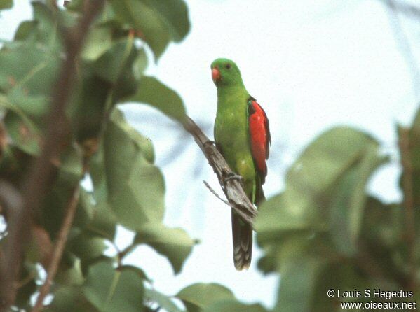 Red-winged Parrot