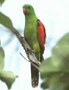 Red-winged Parrot