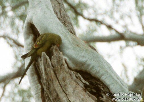 Regent Parrot