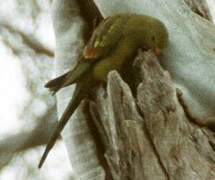 Regent Parrot