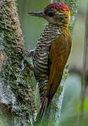 Red-rumped Woodpecker