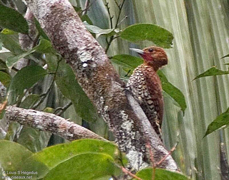 Cinnamon Woodpecker