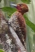 Cinnamon Woodpecker