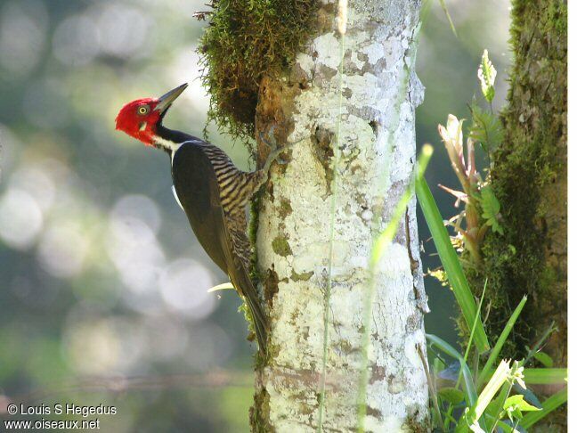 Guayaquil Woodpecker