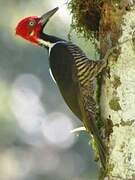 Guayaquil Woodpecker