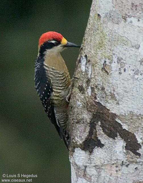 Black-cheeked Woodpecker