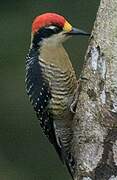 Black-cheeked Woodpecker