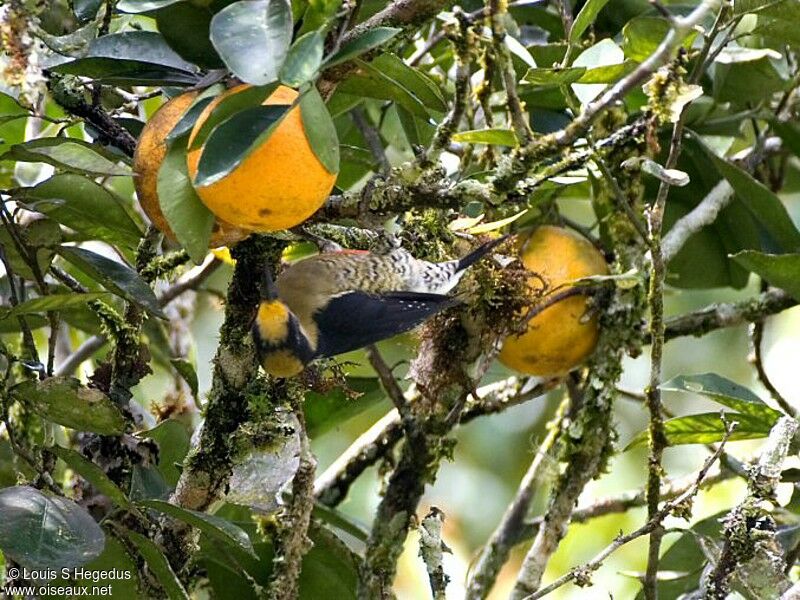 Golden-naped Woodpecker