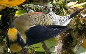 Golden-naped Woodpecker