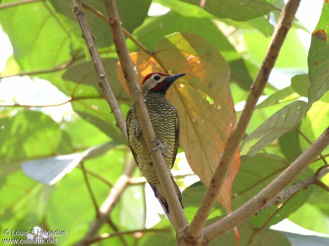 Golden-olive Woodpecker