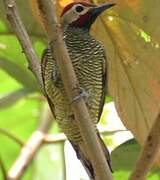 Golden-olive Woodpecker