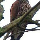 Pigeon ramiret