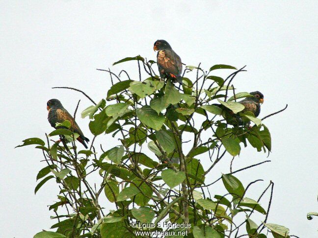 Bronze-winged Parrot