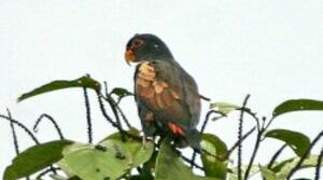 Bronze-winged Parrot