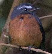 Slaty-backed Chat-Tyrant