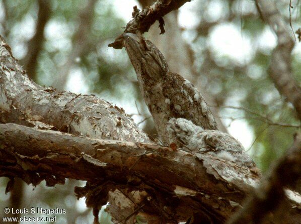 Papuan Frogmouth