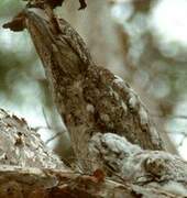 Papuan Frogmouth